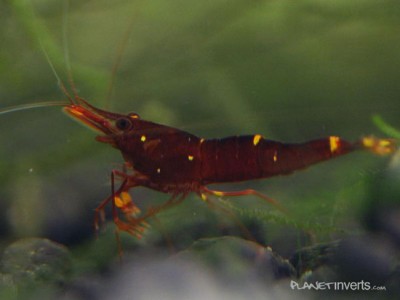 Фото Креветка Red Goldflake Red Goldflake Shrimp, Caridina sp. Red Goldflake  (photo#51303)