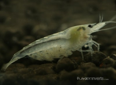 Фото Снежинка White Pearl Shrimp, Neocaridina cf. zhangjiajiensis var. white  (photo#51304)