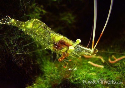 Стеклянная креветка (Palaemonetes paludosus, Ghost Shrimp, Glass Shrimp)