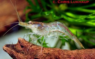 Фото Неокардина Мини Японика Neocaridina sp. Mini-Japonica  (photo#51306)