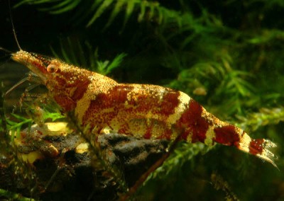 Креветка ниндзя (Ninja Shrimp, Caridina serratirostris, Christmas Shrimp)