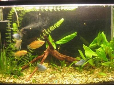 Фото Мой аквариум 50 литров Никита  (photo#5131)