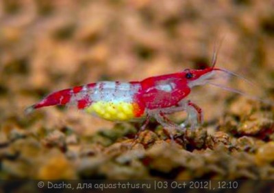 Фото Креветка Рили Neocaridina heteropoda sp. Rili  (photo#51310)