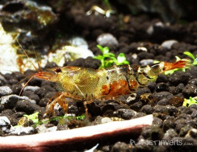 Фото Оранжевая пчела Orange Bee Shrimp, Caridina cf. cantonensis Orange Bee  (photo#51311)