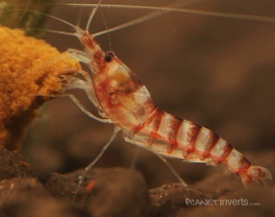 Креветка пурпурная зебра (Purple Zebra Shrimp, Potamalpheops sp.)