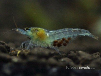 Синяя жемчужина (Blue Pearl Shrimp, Neocaridina cf. zhangjiajiensis var. blue)