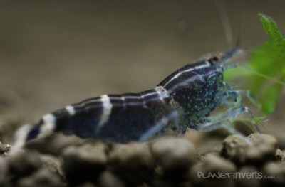 Фото Синяя пчела Blue Bee Shrimp, Caridina sp. Blue Bee  (photo#51316)