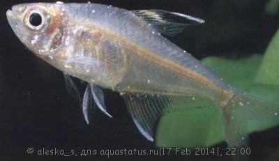 Помогите опознать рыбку опознание рыб  - Ichthyophthirius_multifiliis_8.jpg
