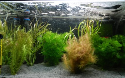 Опознание аквариумных растений - DSCN1391.jpg
