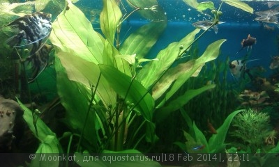 Опознание аквариумных растений - 02.jpg