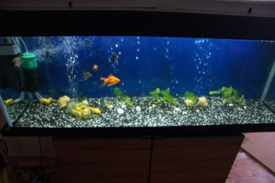 Мой аквариум 200 литров Kenty2000  - 1.jpg