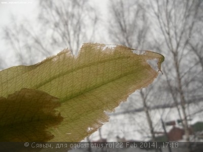 Фото Водоросли на эхинодорусе (photo#51607)