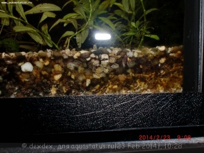 Фото Мой аквариум 200 литров dexdex  (photo#51629)