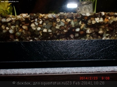 Фото Мой аквариум 200 литров dexdex  (photo#51630)
