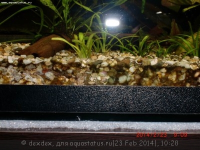 Фото Мой аквариум 200 литров dexdex  (photo#51631)