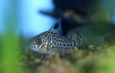 Фото Сомик Акра Corydoras acrensis  (photo#51888)