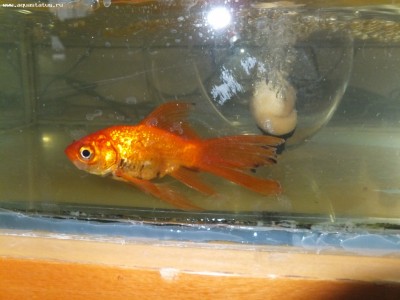 Золотая рыбка: черные пятна по телу и плавникам - DSCF1587.JPG