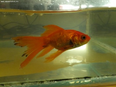 Золотая рыбка: черные пятна по телу и плавникам - DSCF1588.JPG