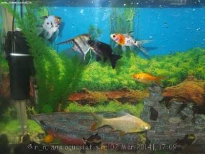Золотая рыбка: черные пятна по телу и плавникам - DSCF1582.JPG