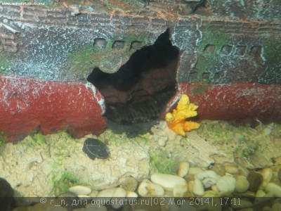 Золотая рыбка: черные пятна по телу и плавникам - DSCF1586.JPG