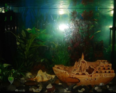 Мой аквариум 70 литров LeDi_Kiss  - DSC00881.JPG