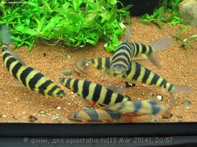 Фото Лепоринус полосатый Leporinus fasciatus  (photo#52376)