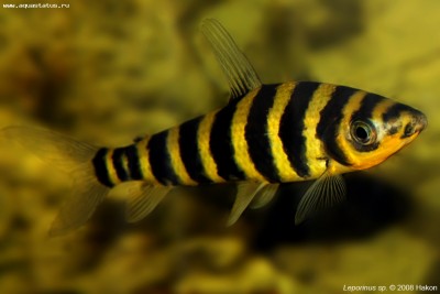 Фото Лепоринус полосатый Leporinus fasciatus  (photo#52384)