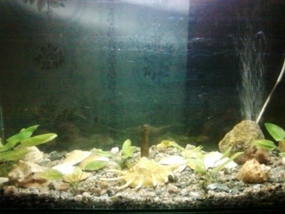 Мой аквариум 30 литров (MORRO)