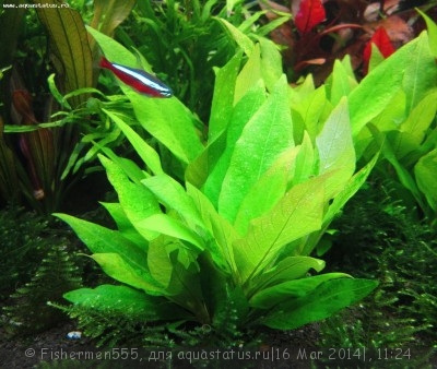 Фото Гигрофила коримбоза Компакт Hygrophila corymbosa Kompakt  (photo#52504)