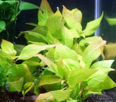 Фото Гигрофила коримбоза Компакт Hygrophila corymbosa Kompakt  (photo#52524)