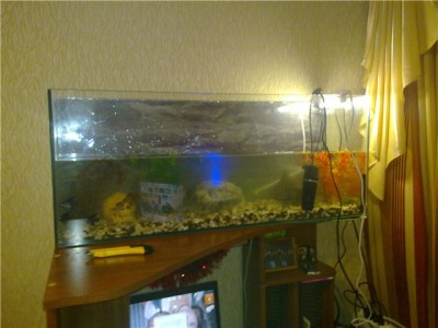 Фото Мой аквариум 100 литров magadan_kmv  (photo#52817)