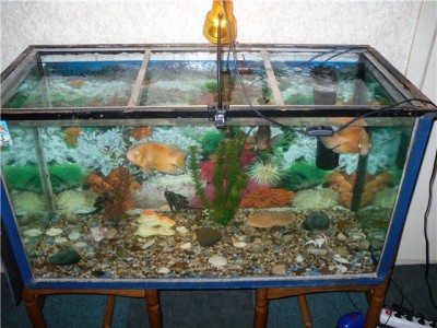 Мой аквариум 250 литров Davey  - 1ef48944283b.jpg