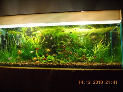 Мой аквариум 200 литров болик  - 3.jpg