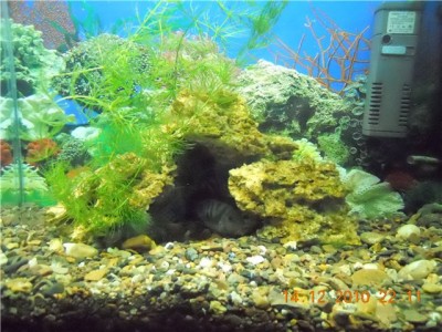 Фото Мой аквариум-цихлидник 50 литров жена Болика  (photo#5334)