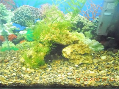 Мой аквариум-цихлидник 50 литров жена Болика  - 12.jpg
