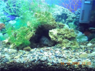 Мой аквариум-цихлидник 50 литров жена Болика  - 13.jpg