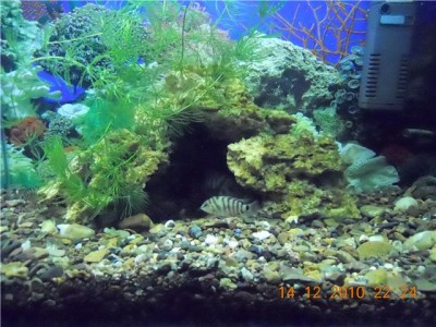 Мой аквариум-цихлидник 50 литров жена Болика  - 14.jpg