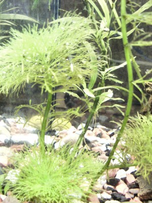 Желтеют растения в аквариуме - SDC13889.JPG