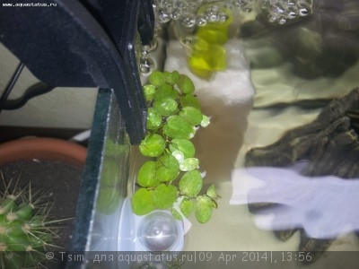 Опознание аквариумных растений - 20140409_165310.jpg