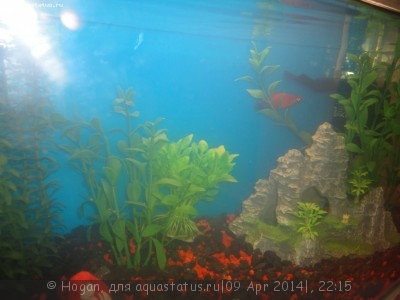 Мутная вода в аквариуме, муть в аквариуме - DSC08684.JPG