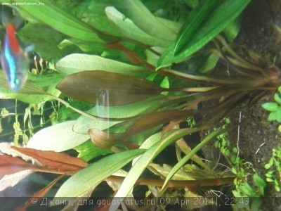 Опознание аквариумных растений - Фото0418.jpg