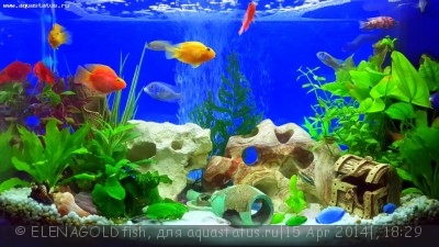Фото Выбор внешнего фильтра для аквариума. Какой выбрать внешний фильтр? (photo#53785)
