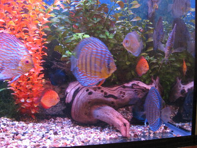 Фото Мои пресноводные аквариумы Сергей  (photo#54)
