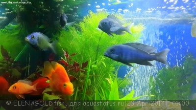 Фото Мой аквариум 125 литров ELENAGOLDfish  (photo#54048)