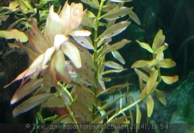 Опознание аквариумных растений - 019.jpg