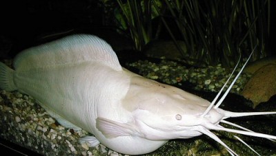 Фото Клариас, клариус, кларий Clarias batrachus  (photo#54571)