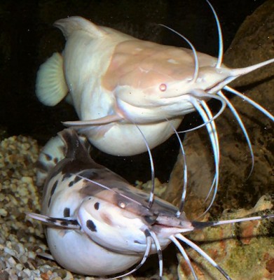 Фото Клариас, клариус, кларий Clarias batrachus  (photo#54572)