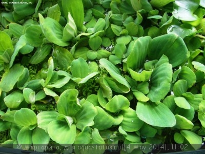 Фото Пистия Pistia stratiotes  (photo#54755)