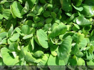 Фото Пистия Pistia stratiotes  (photo#54756)