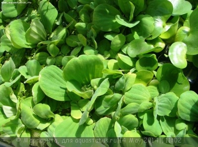 Фото Пистия Pistia stratiotes  (photo#54757)